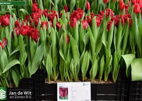 Tulipa Versaci ® (1)
